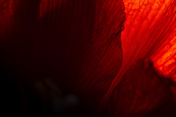 Andrea Jensen Photography Flowers