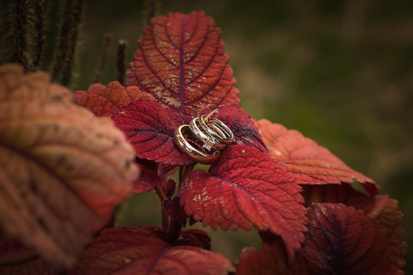 Matthew & Shannon Wedding 2024
