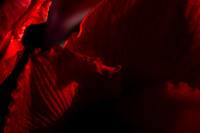Andrea Jensen Photography Flowers