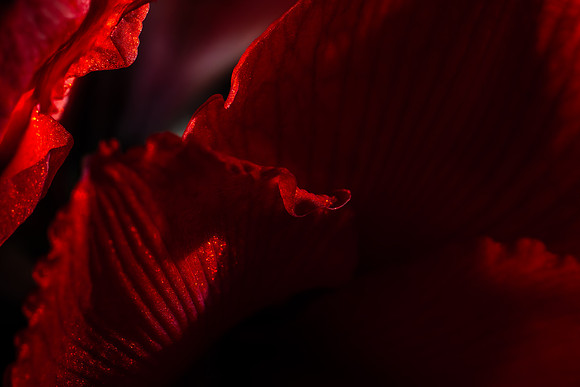 Andrea Jensen Photography Flowers