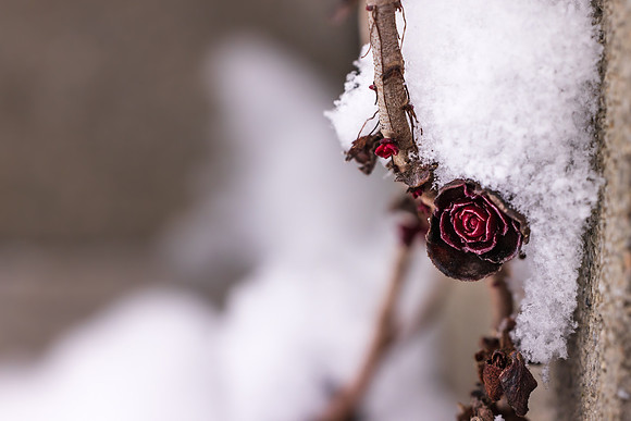 Andrea Jensen Photography