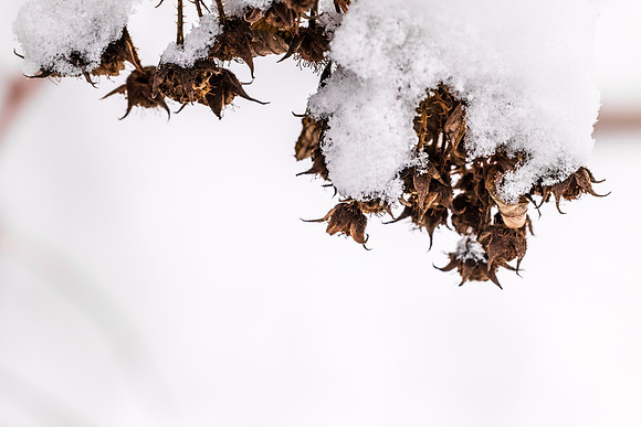 Andrea Jensen Photography