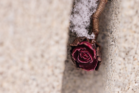 Andrea Jensen Photography