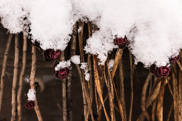 Andrea Jensen Photography