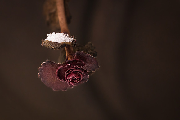 Andrea Jensen Photography
