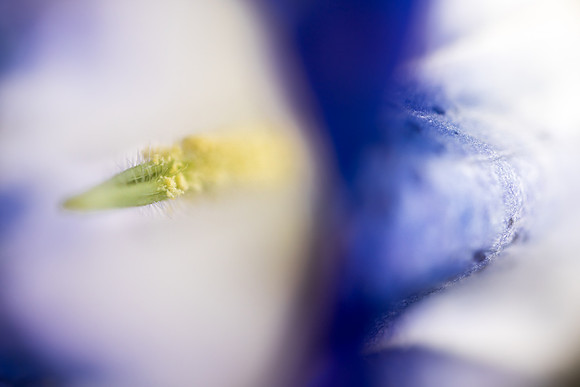 Andrea Jensen Photography Flowers
