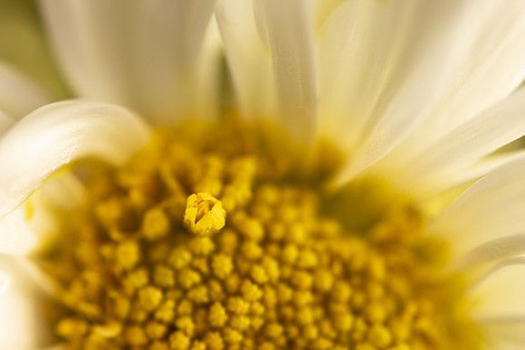 Andrea Jensen Photography Flowers