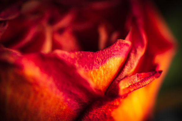 Andrea Jensen Photography Flowers