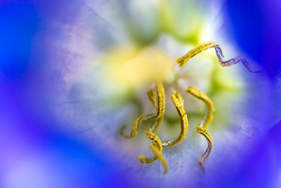 Andrea Jensen Photography Flowers