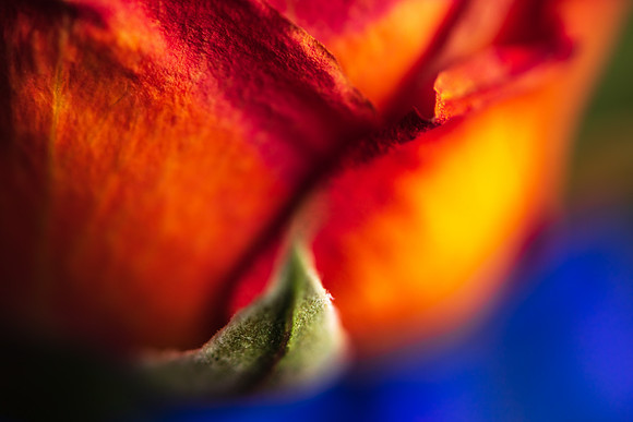 Andrea Jensen Photography Flowers