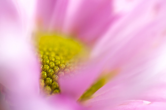 Andrea Jensen Photography Flowers