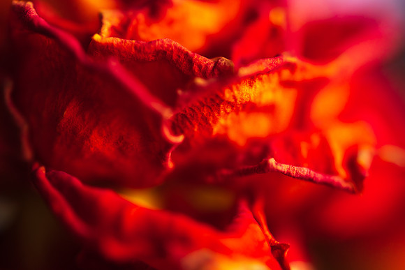 Andrea Jensen Photography Flowers