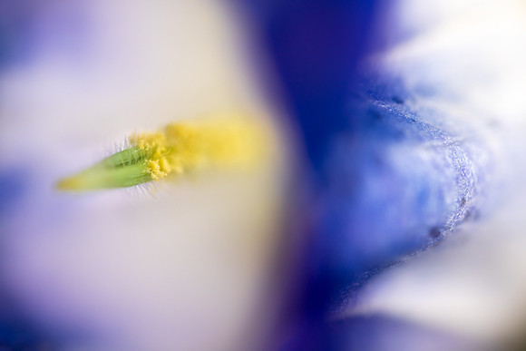 Andrea Jensen Photography Flowers