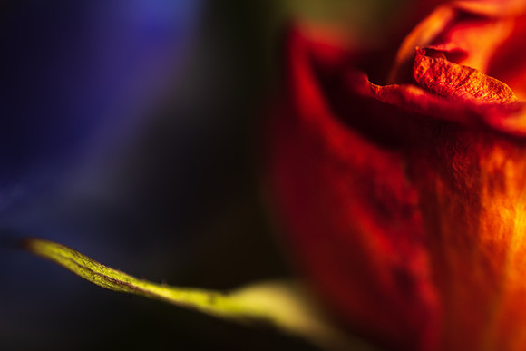 Andrea Jensen Photography Flowers