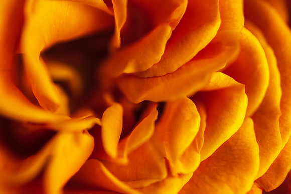 Andrea Jensen Photography Flowers