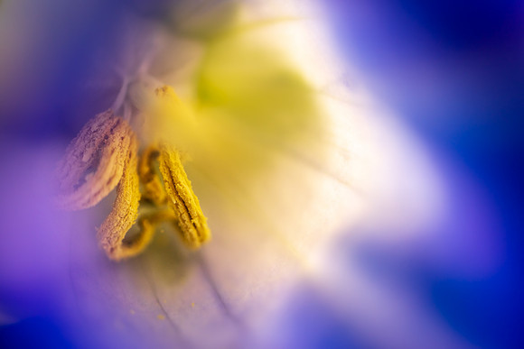 Andrea Jensen Photography Flowers