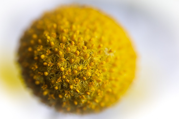 Andrea Jensen Photography Flowers