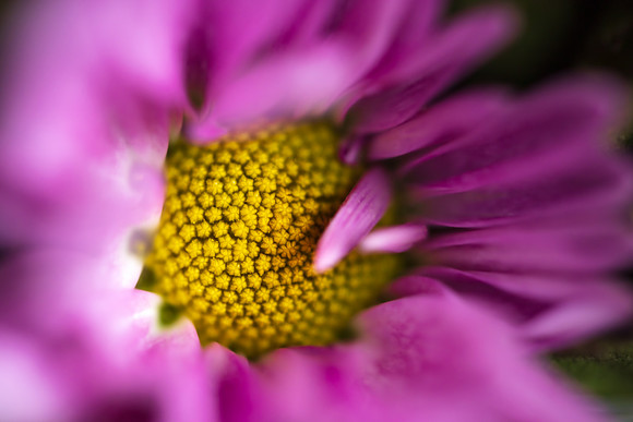 Andrea Jensen Photography Flowers