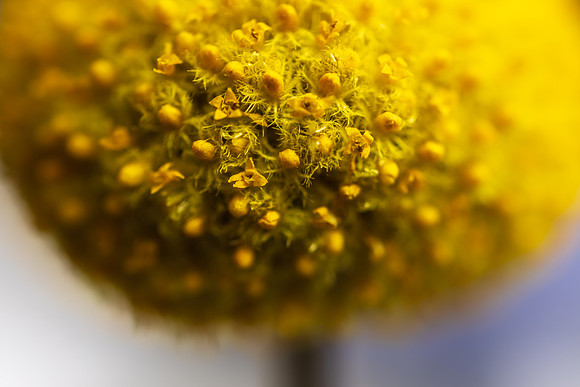 Andrea Jensen Photography Flowers