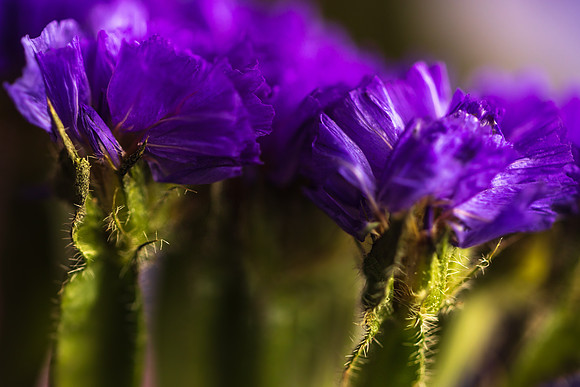 Andrea Jensen Photography Flowers