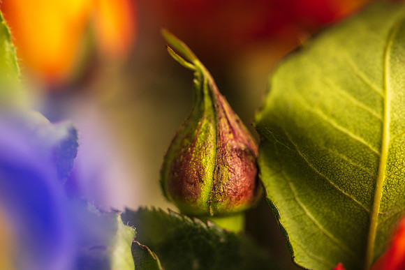 Andrea Jensen Photography Flowers