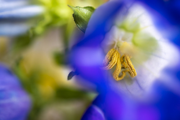 Andrea Jensen Photography Flowers
