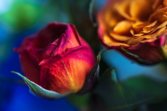Andrea Jensen Photography Flowers