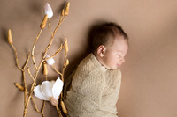 Persephone Hayes 2026