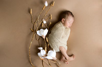 Persephone Hayes 2026