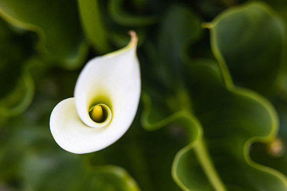 Andrea Jensen Photography Flowers