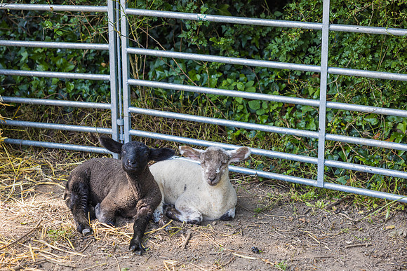 Ireland Day #8 Traveling to Galway