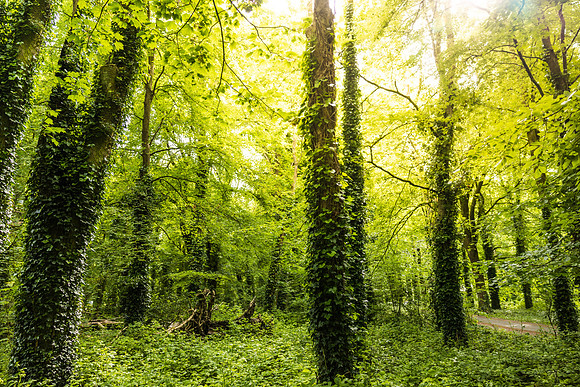 Ireland Day #8 Traveling to Galway