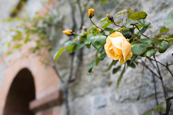 Andrea Jensen Photography Flowers