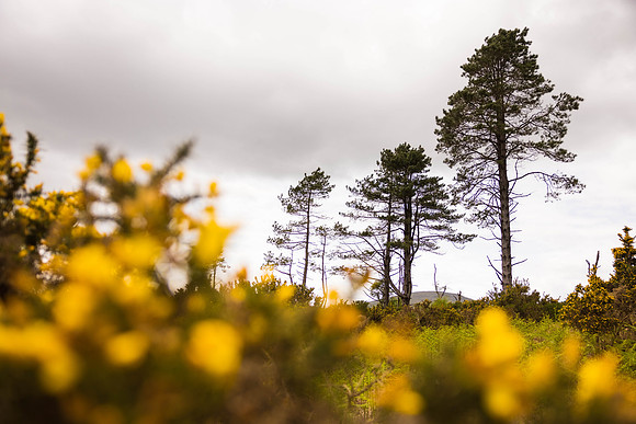 Ireland Day #6 Travel to Killarney 2023