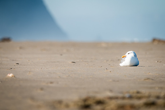 Oregon Coast 2018