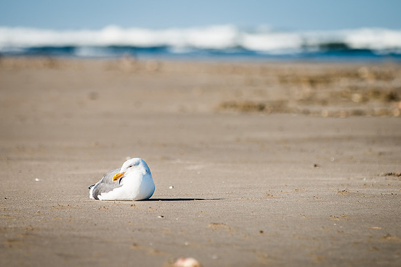 Oregon Coast 2018