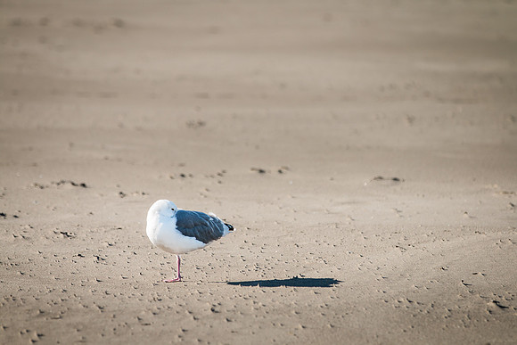 Oregon Coast 2018