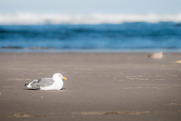 Oregon Coast 2018