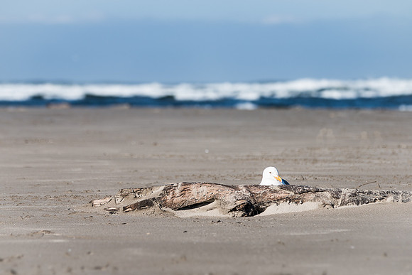 Oregon Coast 2018