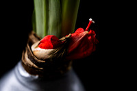 Andrea Jensen Photography Flowers