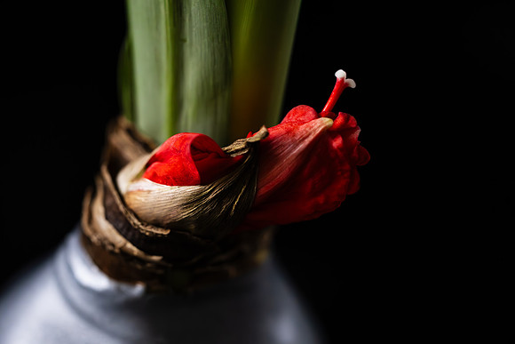 Andrea Jensen Photography Flowers