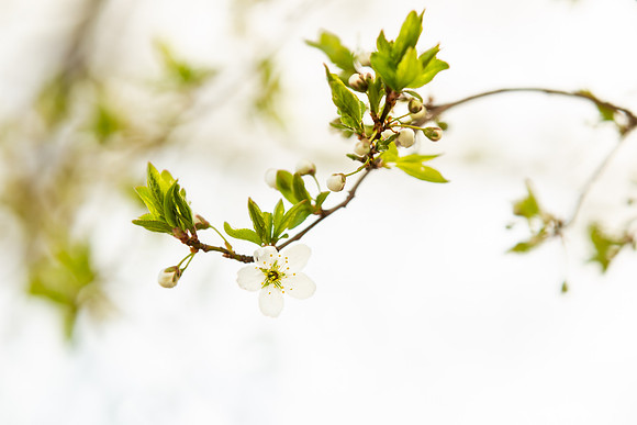 Andrea Jensen Photography Flowers