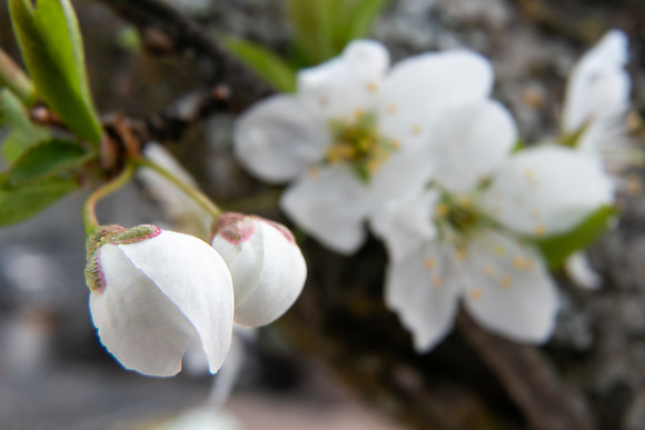 Andrea Jensen Photography Flowers