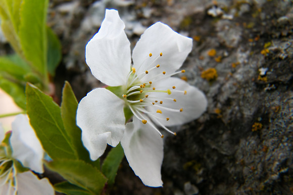 Andrea Jensen Photography Flowers