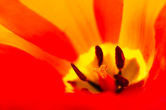 Andrea Jensen Photography Flowers