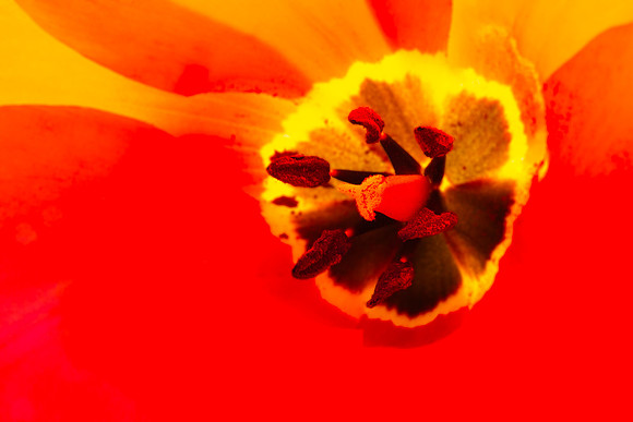 Andrea Jensen Photography Flowers