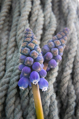 Andrea Jensen Photography Flowers