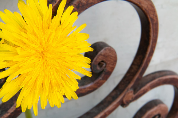 Andrea Jensen Photography Flowers