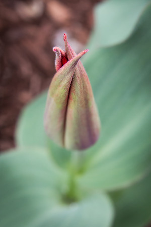 Andrea Jensen Photography Flowers