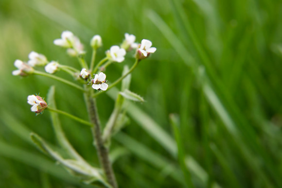 Andrea Jensen Photography Flowers